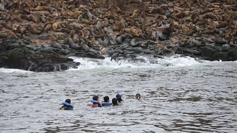 Photo 1 of Swimming with sea lions in Callao
