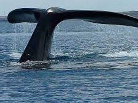 Photo 2 of Whale watching in Punta Sal 