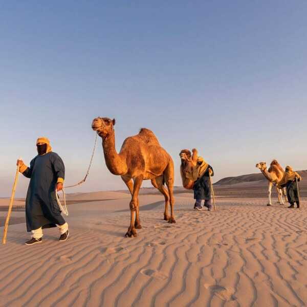 Foto 7 de Tour Dromedarios - Paseo en Camellos Ica