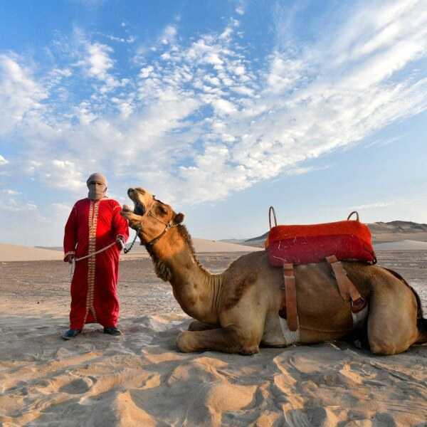 Oferta en tour Dromedarios - Paseo en Camellos Ica