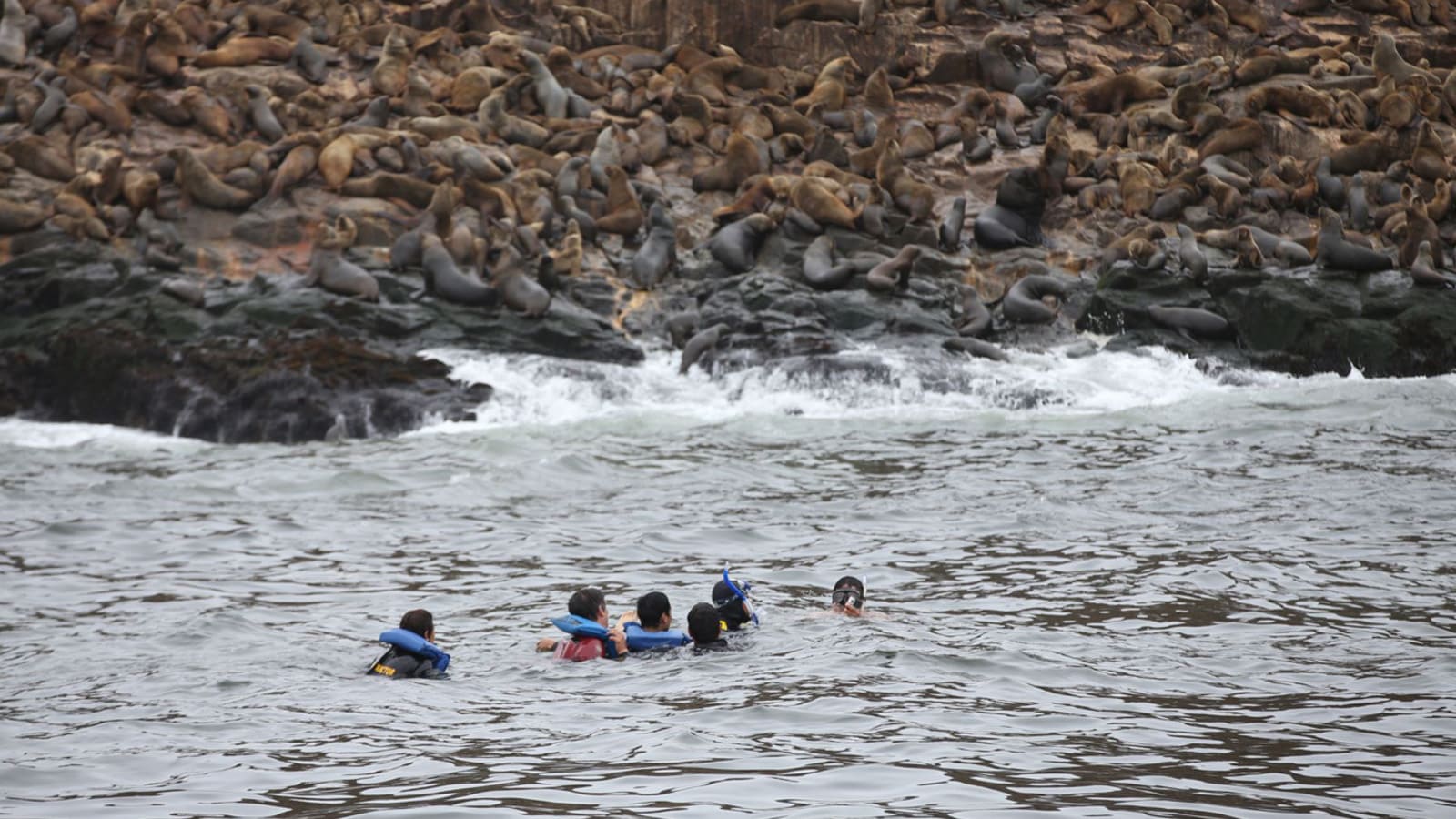 Foto 3 de Swimming with sea lions in Callao