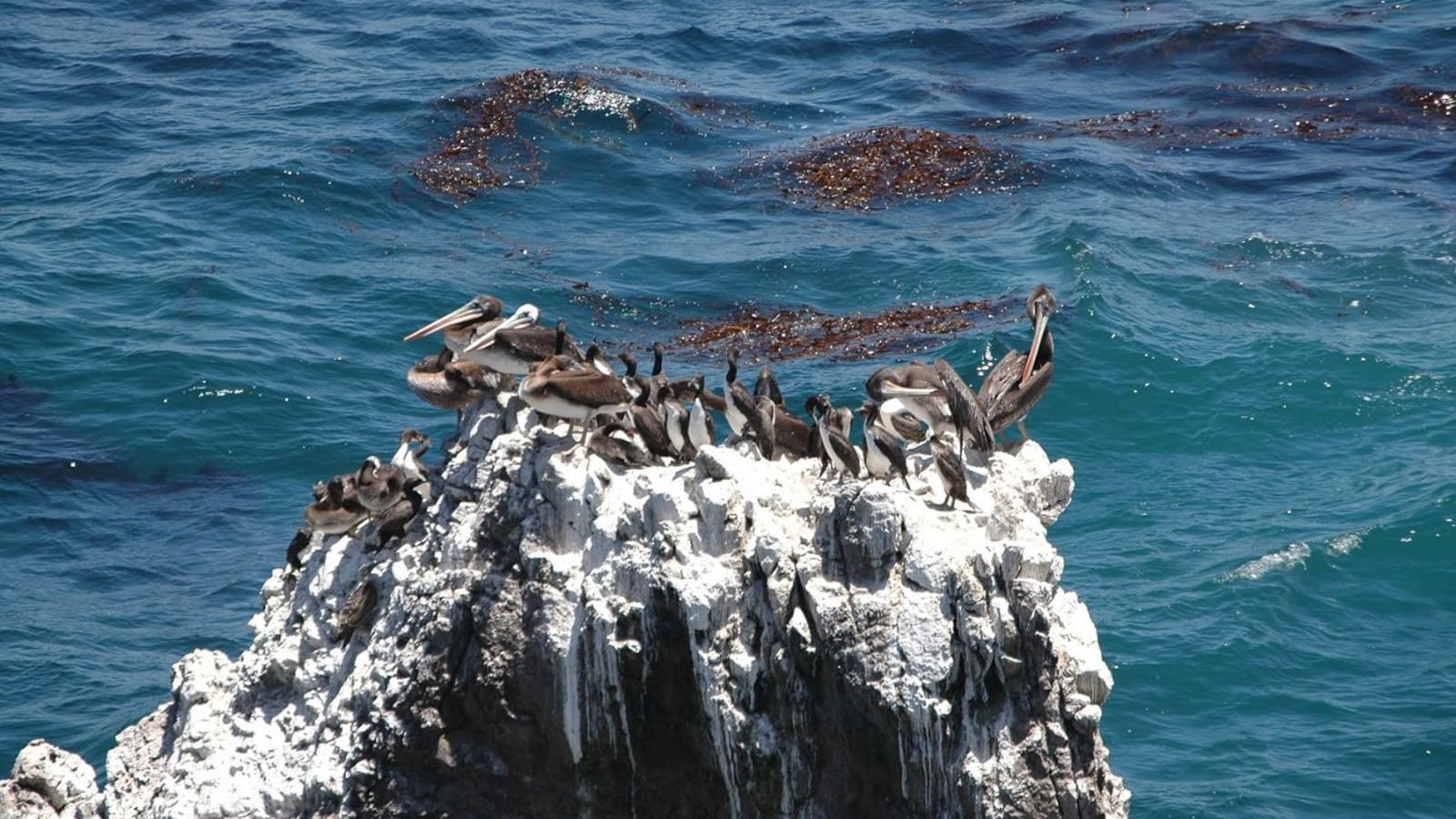 Foto 1 de Swimming with sea lions in Callao