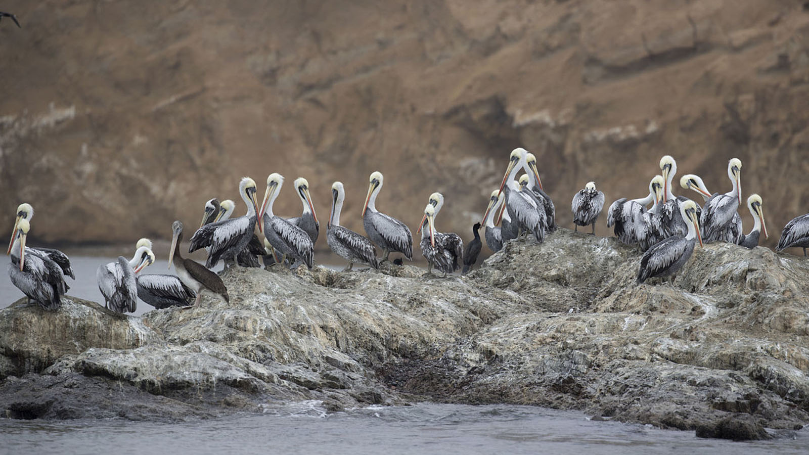 Foto 1 de Reserva de Paracas meio dia