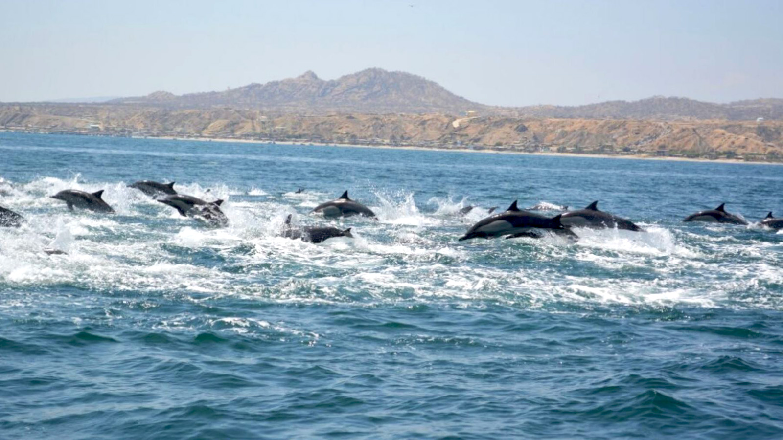 Foto 3 de Avistamiento de Ballenas Jorobadas en Punta Sal 