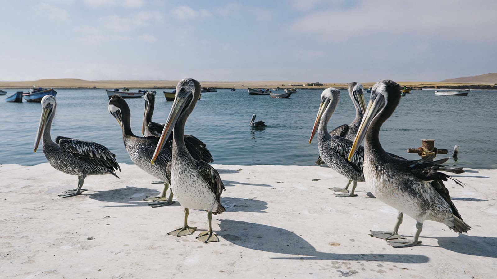 Foto 3 de Islas Ballestas medio dia