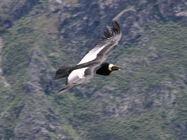 Portada de Excursão Cânion do Condor