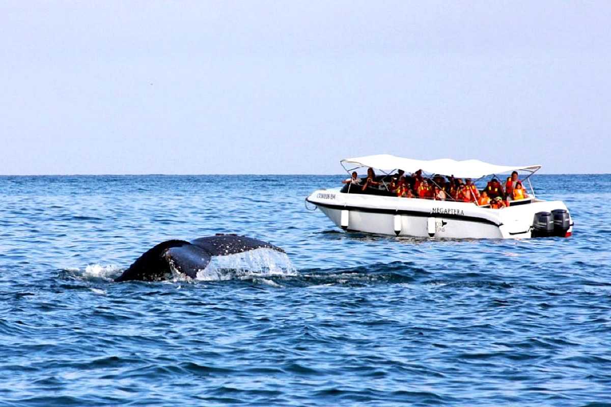 Portada de Tour Tumbes y Mancora avistamiento ballenas y pesca 3 días