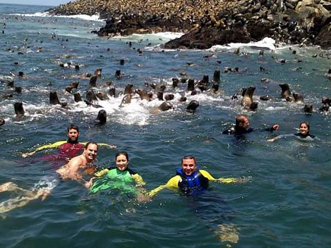 Swimming with sea lions in Callao