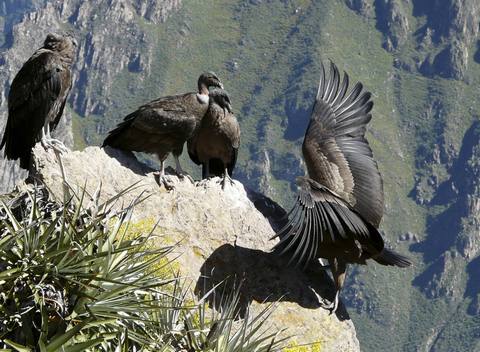 Photo 4 of Colca Canyon 2 days / 1 night Conventional Tour