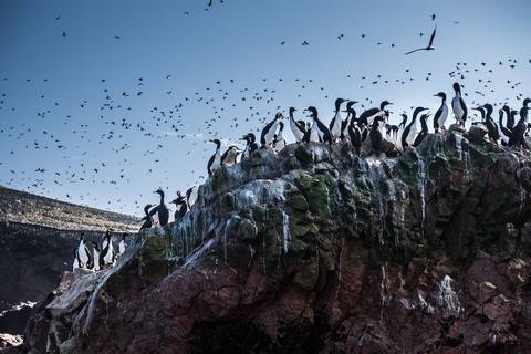Photo 3 of Ballestas Islands and Paracas Reserve full day Tour