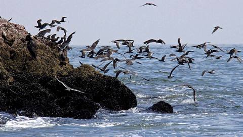 Photo 3 of Ballestas Islands and Paracas Reserve full day Tour