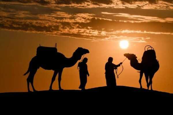 Foto 10 de Tour Dromedarios - Paseo en Camellos Ica