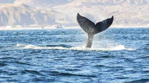 Foto 7 de Tour Tumbes y Mancora avistamiento ballenas y pesca 3 días