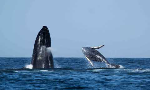Foto 2 de Tour Tumbes y Mancora avistamiento ballenas y pesca 3 días