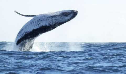 Foto 4 de Tour Tumbes y Mancora avistamiento ballenas y pesca 3 días