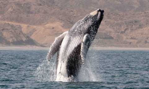 Foto 6 de Tour Tumbes y Mancora avistamiento ballenas y pesca 3 días