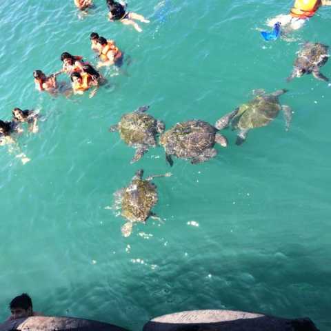 Nado con Tortugas en Mancora