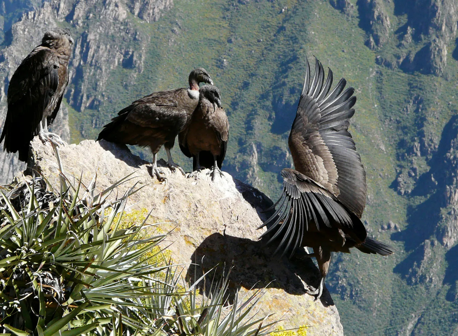 Cañón del Colca 2 días / 1 noche convencional