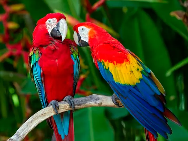 Papagayo Program 4 days / 3 nights