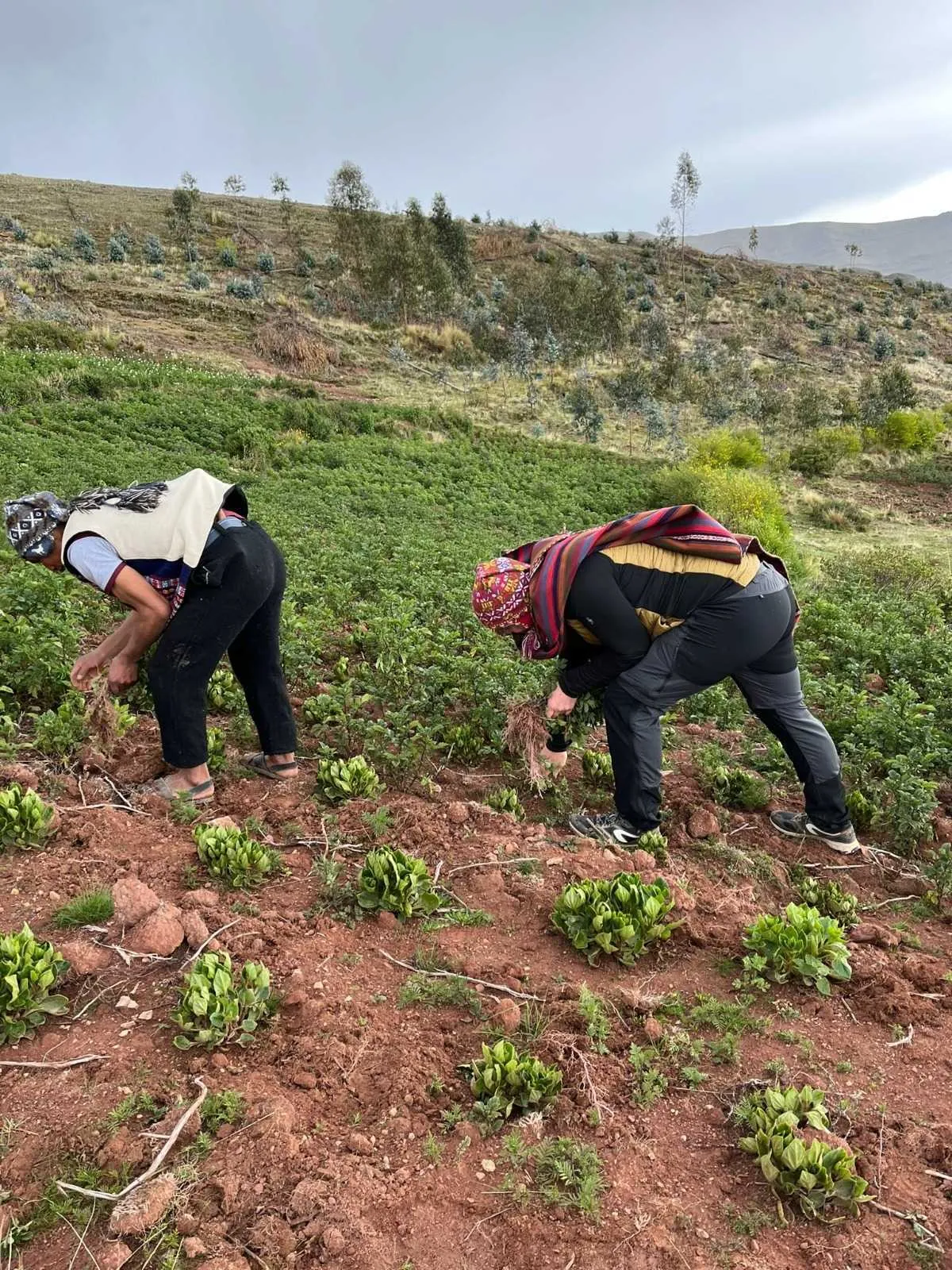 Ccorccor Cultural Immersion: Authentic Andean Traditions and Sustainable Tourism
